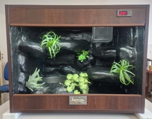 DOSTĘPNE GOTOWE TERRARIUM 77X50X60 DLA MAŁEGO WĘŻA ZBOŻOWEGO MAHONIOWEGO DOSTĘPNE OD RĘKI TROPIKALNE Z ARANŻACJĄ  I WYPOSAŻENIEM 3 lata gwarancji 24H 
