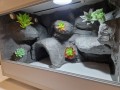 terrarium dla gekona