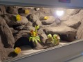 terrarium dla gekona