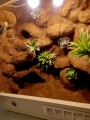 terrarium dla gekona