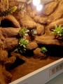 terrarium dla gekona