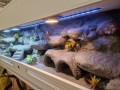 terrarium dla gekona