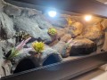 terrarium dla gekona