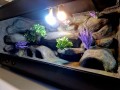terrarium dla gekona