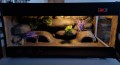 terrarium dla gekona