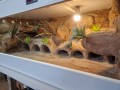 terrarium dla gekona