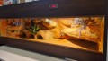 terrarium dla gekona