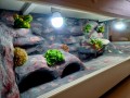 terrarium dla gekona