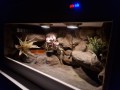 terrarium na zamówienie, terrarium na wymiar, terrarium dla węża, terrarium dla węża zbożowego, terrarium dla zbożówki, terrarium dla pytona, mahoniowego, zbożówka, zbożowy, pyton