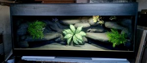 TERRARIUM 100X50X52 TROPIKALNE NA ZAMÓWIENIE DLA WĘŻA ZBOŻÓWEGO PYTONA BOA