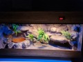 terrarium dla węża, terrarium dla węża zbożowego, terrarium dla zbożówki, terrarium dla pytona, mahoniowego, zbożówka, zbożowy, pyton