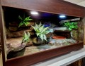 terrarium dla węża, terrarium dla węża zbożowego, terrarium dla zbożówki, terrarium dla pytona, mahoniowego, zbożówka, zbożowy, pyton