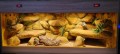 terrarium dla agamy, terrarium na zamówienie, terrarium dla agamy karłowatej, terrarium pustynne, terrarium docelowe, agama brodata, agama