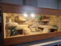 terrarium dla agamy, terrarium na zamówienie, terrarium dla agamy karłowatej, terrarium pustynne, terrarium docelowe, agama brodata, agama