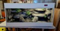 terrarium dla agamy, terrarium na zamówienie, terrarium dla agamy karłowatej, terrarium pustynne, terrarium docelowe, agama brodata, agama