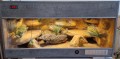 terrarium dla agamy, terrarium na zamówienie, terrarium dla agamy karłowatej, terrarium pustynne, terrarium docelowe, agama brodata, agama