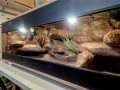 terrarium dla agamy, terrarium na zamówienie, terrarium dla agamy karłowatej, terrarium pustynne, terrarium docelowe, agama brodata, agama