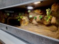 terrarium dla żółwia, terrarium na zamówienie, terrarium pustynne, żółw stepowy, żółw grecki, żółw lamparci