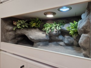 TERRARIUM 100X50X50 DLA ŻÓŁWIA STEPOWEGO LĄDOWEGO GRECKIEGO PUSTYNNE Z WYPOSAŻENIEM I ARANŻACJĄ  NA SPECJALNE ZAMÓWIENIE ŻÓŁW