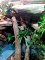 terrarium dla legwana, terrarium na zamówienie, terrarium tropikalne, legwan zielony, legwan, legwan fidżyjski, iguana