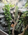 terrarium dla legwana, terrarium na zamówienie, terrarium tropikalne, legwan zielony, legwan, legwan fidżyjski, iguana