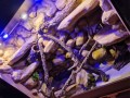 terrarium dla legwana, terrarium na zamówienie, terrarium tropikalne, legwan zielony, legwan, legwan fidżyjski, iguana