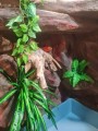 terrarium dla legwana, terrarium na zamówienie, terrarium tropikalne, legwan zielony, legwan, legwan fidżyjski, iguana