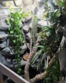 terrarium dla legwana, terrarium na zamówienie, terrarium tropikalne, legwan zielony, legwan, legwan fidżyjski, iguana