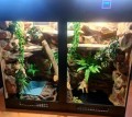 terrarium dla legwana, terrarium na zamówienie, terrarium tropikalne, legwan zielony, legwan, legwan fidżyjski, iguana