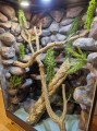terrarium dla legwana, terrarium na zamówienie, terrarium tropikalne, legwan zielony, legwan, legwan fidżyjski, iguana