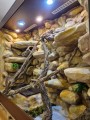 terrarium dla legwana, terrarium na zamówienie, terrarium tropikalne, legwan zielony, legwan, legwan fidżyjski, iguana