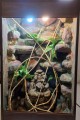 terrarium dla kameleona