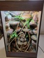 terrarium dla kameleona