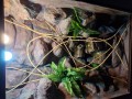terrarium dla kameleona