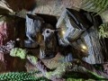 terrarium dla kameleona