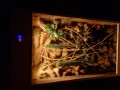 terrarium dla kameleona