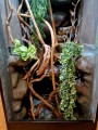 terrarium dla kameleona