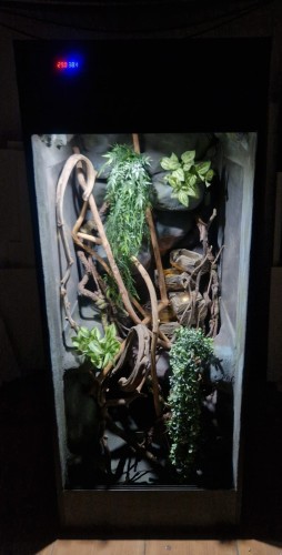 terrarium dla kameleona
