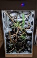 terrarium dla kameleona
