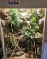 terrarium dla kameleona