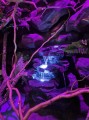 terrarium dla kameleona