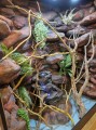 terrarium dla kameleona