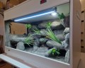 terrarium dla agamy, terrarium na zamówienie, terrarium dla agamy karłowatej, terrarium pustynne, terrarium docelowe, agama brodata, agama