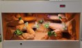 terrarium dla agamy, terrarium na zamówienie, terrarium dla agamy karłowatej, terrarium pustynne, terrarium docelowe, agama brodata, agama