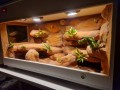terrarium dla agamy, terrarium na zamówienie, terrarium dla agamy karłowatej, terrarium pustynne, terrarium docelowe, agama brodata, agama