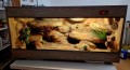terrarium dla agamy, terrarium na zamówienie, terrarium dla agamy karłowatej, terrarium pustynne, terrarium docelowe, agama brodata, agama