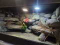 terrarium dla agamy, terrarium na zamówienie, terrarium dla agamy karłowatej, terrarium pustynne, terrarium docelowe, agama brodata, agama