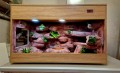 terrarium dla agamy, terrarium na zamówienie, terrarium dla agamy karłowatej, terrarium pustynne, terrarium docelowe, agama brodata, agama