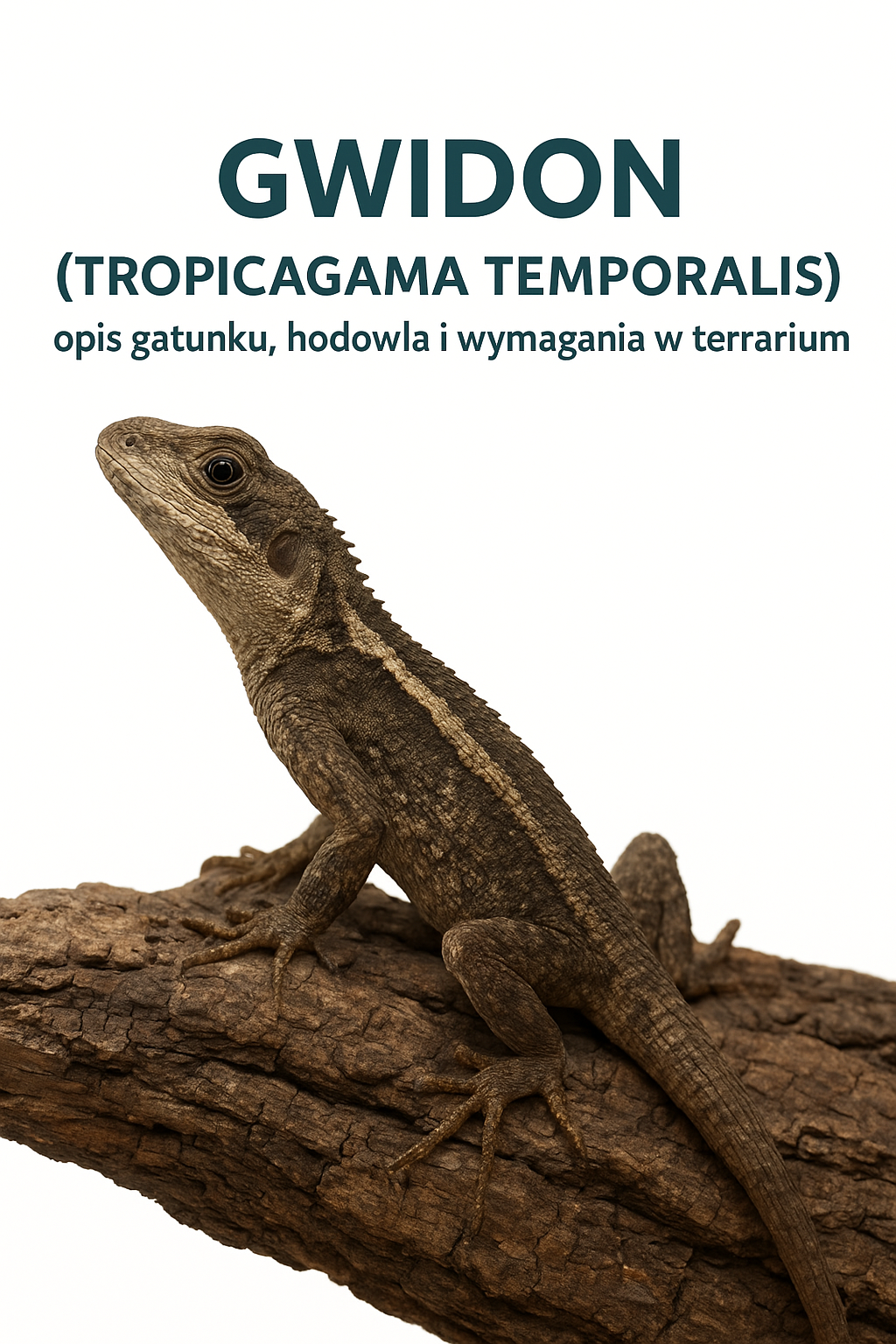 Gwidon (Tropicagama temporalis) – opis gatunku, hodowla i wymagania w terrarium